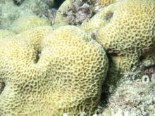 Leptastrea transversa