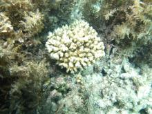Acropora samoensis