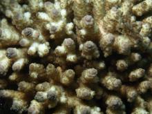 Acropora samoensis