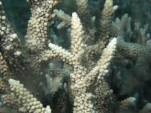 Acropora muricata