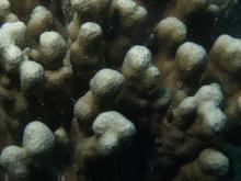 Porites cylindrica