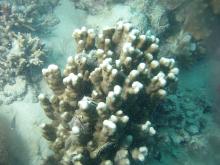 Porites cylindrica