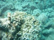 Turbinaria mesenterina