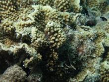 Turbinaria mesenterina