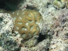 Favites flexuosa
