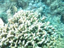 Porites annae