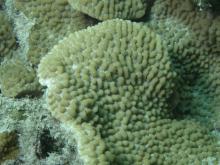 Montipora danae