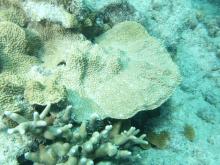 Montipora danae