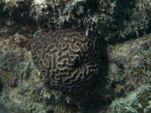Platygyra daedalea