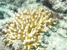 Seriatopora caliendrum