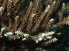 Acropora divaricata