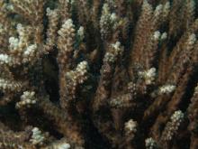 Acropora divaricata