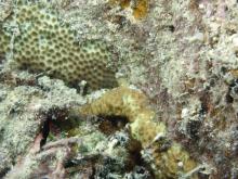 Pseudosiderastrea tayami