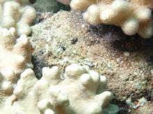 Cyphastrea chalcidicum