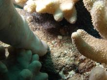 Cyphastrea chalcidicum