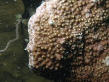Astreopora myriophthalma