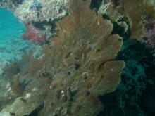 Montipora aequituberculata