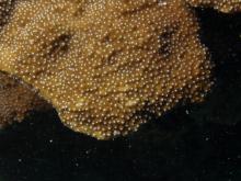 Montipora aequituberculata
