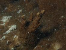 Montipora aequituberculata