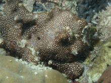 Goniopora fruticosa