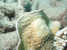 Turbinaria radicalis