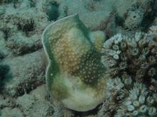 Turbinaria radicalis