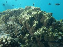 Montipora undata