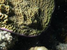Montipora undata