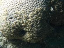 Goniopora tenuidens