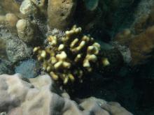 Stylophora pistillata