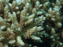 Acropora nasuta