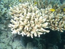 Acropora nasuta