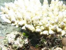 Acropora digitifera