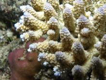 Acropora digitifera