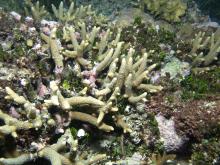 Acropora pulchra