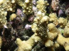 Acropora verweyi