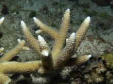 Acropora verweyi