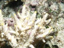 Acropora verweyi