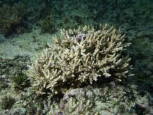 Acropora verweyi