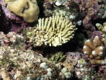 Acropora nana