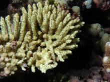 Acropora nana