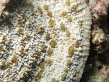 Oxypora lacera