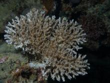 Acropora paniculata