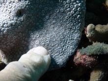 Goniopora somaliensis