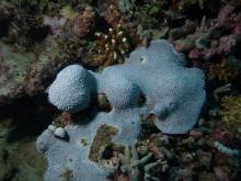 Goniopora somaliensis