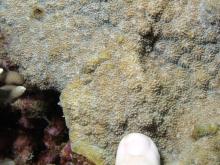 Echinopora gemmacea