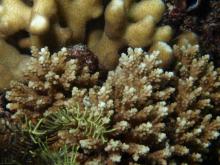 Acropora elseyi