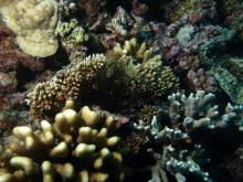 Acropora elseyi