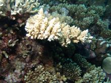 Acropora polystoma