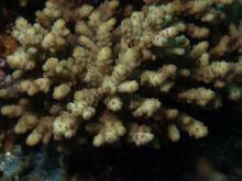 Acropora samoensis